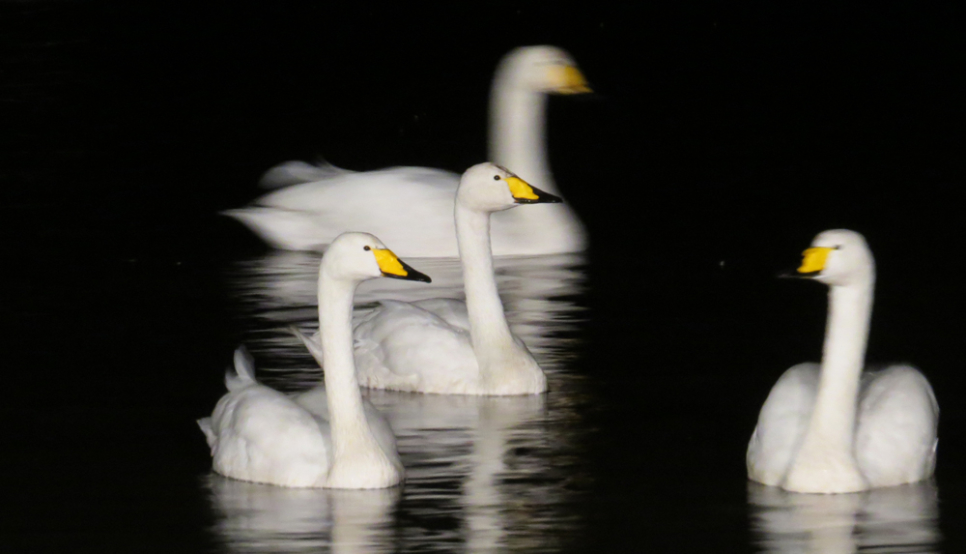 View: Swan feed - 6.30pm floodlit